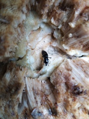 Oxyporus mannerheimii