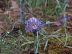 Centaurea lingulata