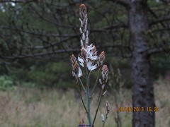 Asphodelus albus