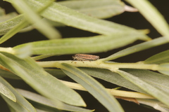 Graphocephala uhleri