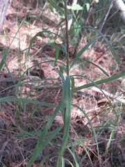 Hieracium umbellatum filifolium