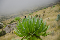 Nectarinia johnstoni