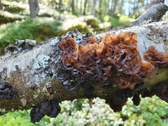 Phaeotremella foliacea