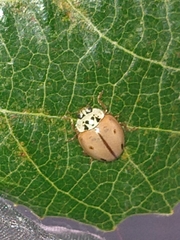 Mulsantina mexicana