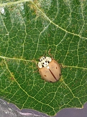 Mulsantina mexicana