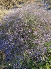Limonium meyeri