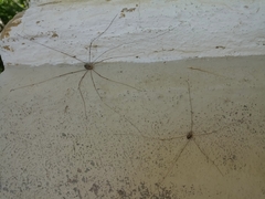 Leiobunum religiosum