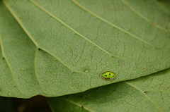 Chiridopsis bipunctata