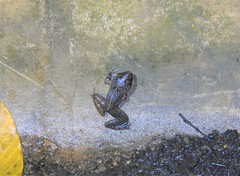 Limnonectes malesianus