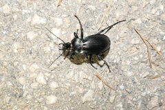 Carabus germarii