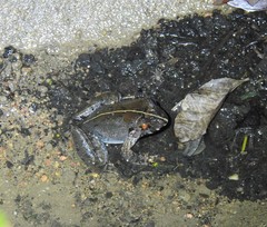 Limnonectes malesianus