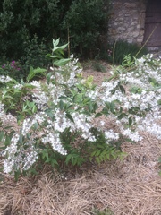 Abelia × grandiflora