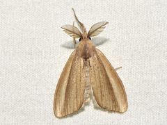 Psalis pennatula