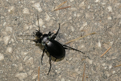 Carabus germarii