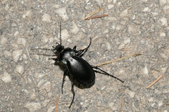 Carabus germarii