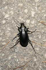 Carabus germarii