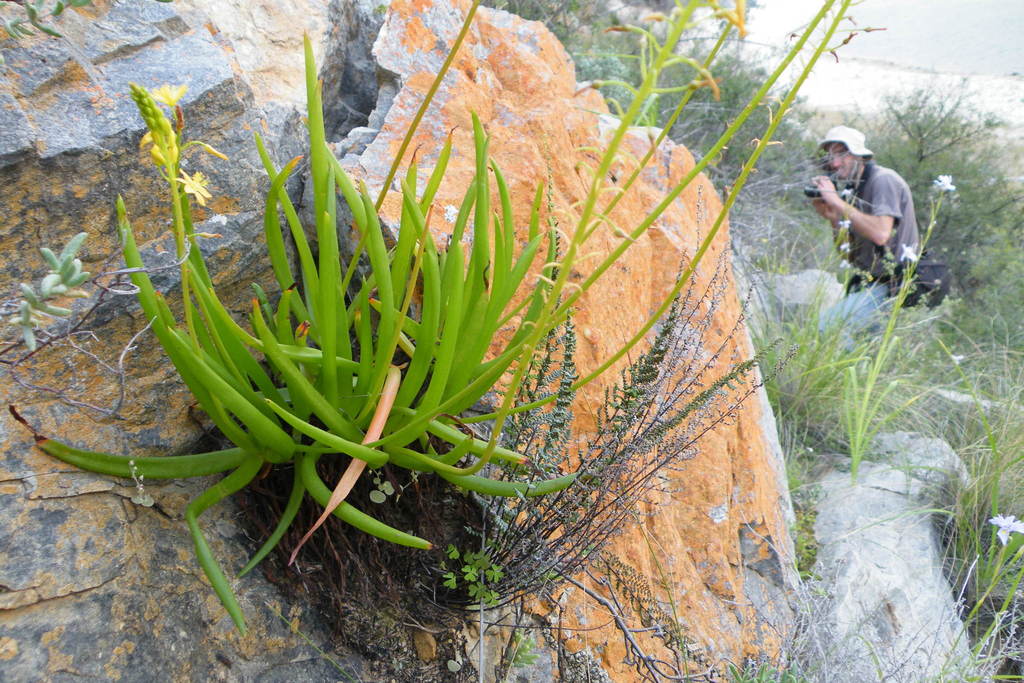 Bulbine ramosa, Badspoort, South Africa
