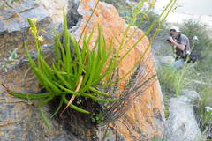 Bulbine ramosa