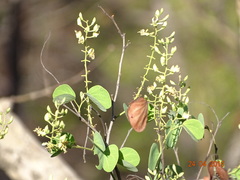 Bauhinia racemosa