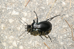 Carabus germarii