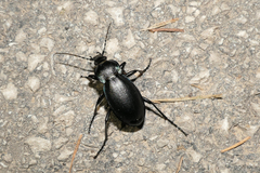 Carabus germarii