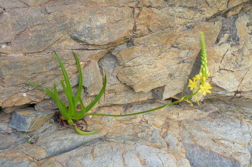 Bulbine ramosa