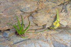 Bulbine ramosa