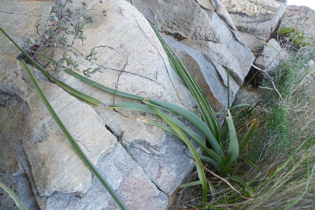 Albuca thermarum, Badspoort, South Africa