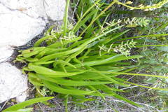 Bulbine ramosa