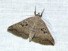 Blasticorhinus rivulosa