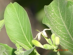 Morinda pubescens