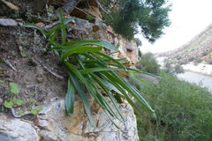 Albuca thermarum