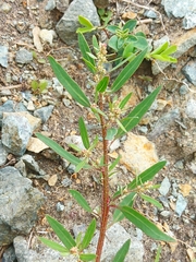 Atriplex gmelinii