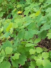 Chelidonium majus