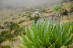 Nectarinia johnstoni