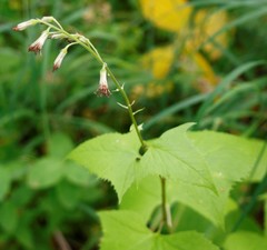 Parasenecio kamtschaticus
