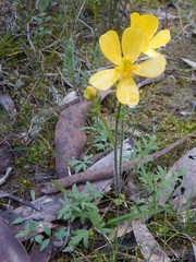 Ranunculus pachycarpus