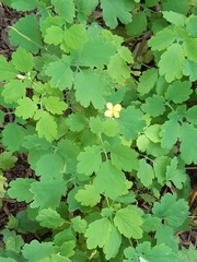 Chelidonium majus