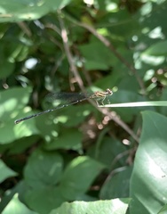 Pseudocopera ciliata