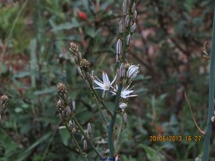 Asphodelus albus