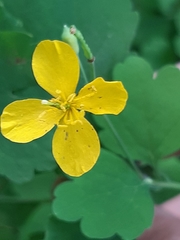 Chelidonium majus