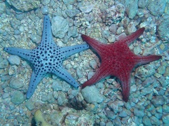 Pentaceraster alveolatus