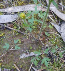 Ranunculus pachycarpus