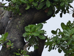 Anacardium occidentale