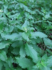 Lamium album