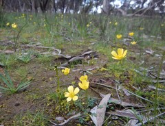Ranunculus pachycarpus