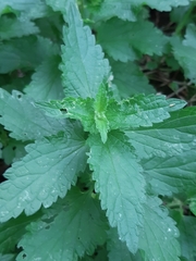 Lamium album