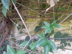 Thelotornis capensis