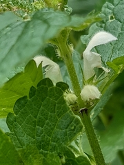 Lamium album