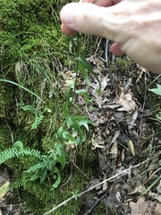 Arabis georgiana